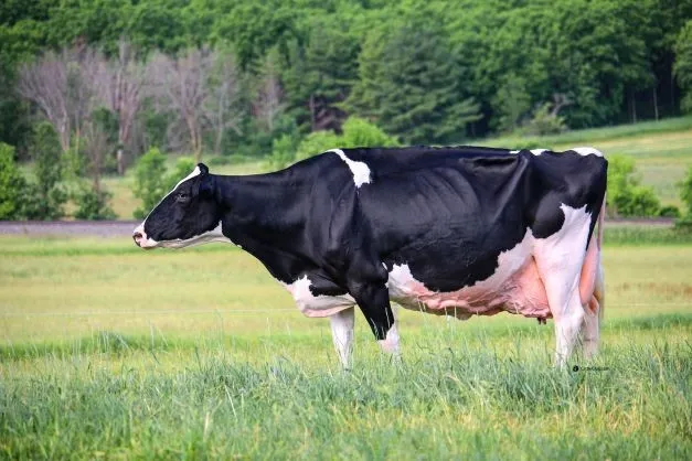 Blondin Goldwyn Subliminal-ETS
