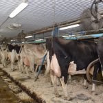 Des ventilateurs ont été installés au-dessus des vaches de la Ferme Romaco.