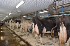 Des ventilateurs ont été installés au-dessus des vaches de la Ferme Romaco.