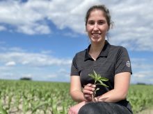 amarante tuberculee defi maïs