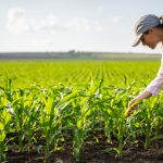 Fini la vente d’intrants par les agronomes
