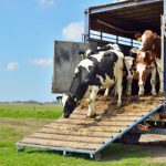 vaches bovins transport