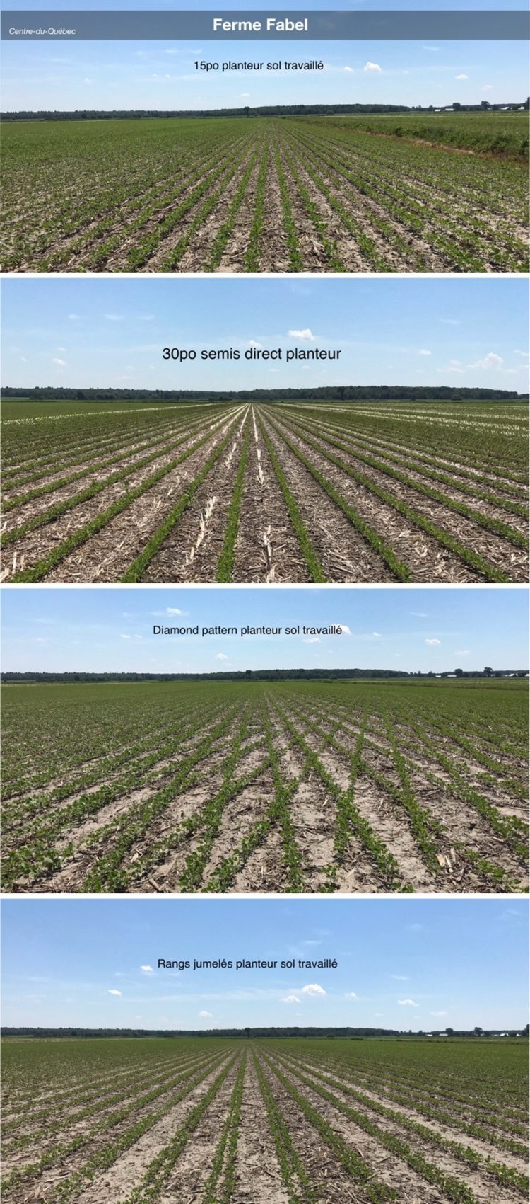 État des cultures maïs soya