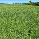 Foin brome fétuque