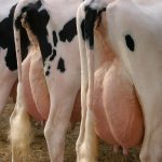 <strong>Prévenir l’acidose ruminale par le lait</strong>