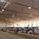 vaches taries en stabulation libre