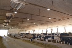 vaches taries en stabulation libre