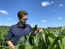 Défi Maïs rendement stress Semences PRIDE