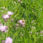 Arracher des radis sauvages dans des petits pois verts