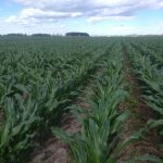 On pense souvent que le maïs-grain explose après notre application d’azote en post-levée. Pourtant, ici, aucun azote post n’a été appliqué encore et il est vert noir. C’est plutôt quand la chaleur du sol monte. 30 ppm d’azote le lendemain de la prise de photo.