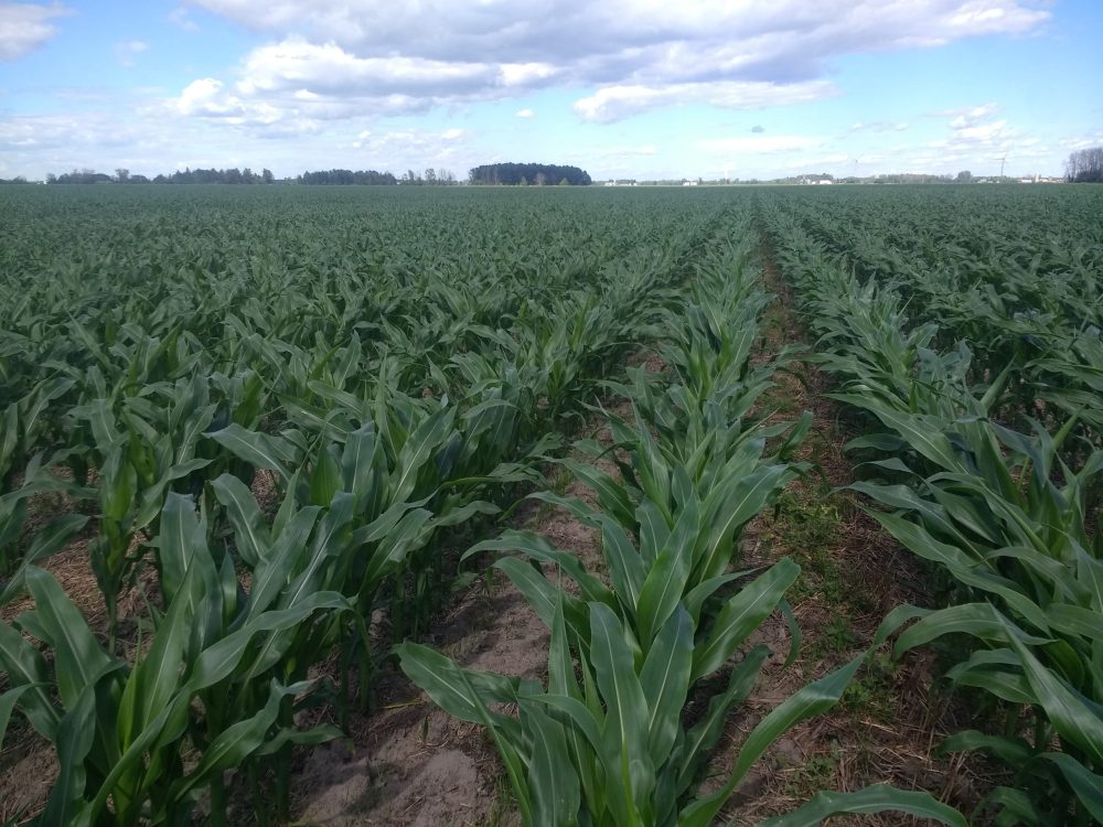 On pense souvent que le maïs-grain explose après notre application d’azote en post-levée. Pourtant, ici, aucun azote post n’a été appliqué encore et il est vert noir. C’est plutôt quand la chaleur du sol monte. 30 ppm d’azote le lendemain de la prise de photo.