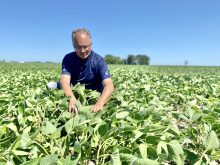 Défi soya Bayer chrysomèle du haricot