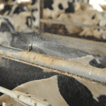 vaches laitiere chaleur stress thermique gicleurs brumisateur