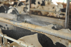 vaches laitiere chaleur stress thermique gicleurs brumisateur