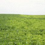 Aux stades R4 et R5 du soya, début août, on peut apercevoir des feuilles jaunies.
