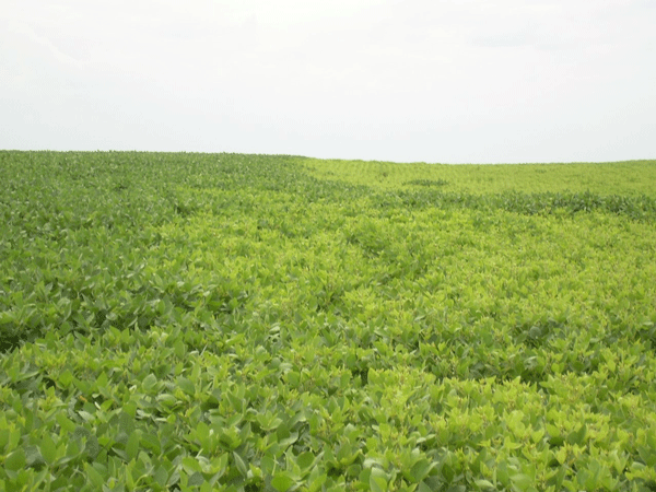 Aux stades R4 et R5 du soya, début août, on peut apercevoir des feuilles jaunies.