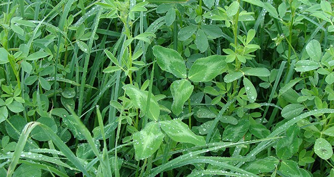 « Sociabilité » des espèces fourragères dans les prairies multi-espèces?