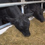 bouvillons croisés Holstein-Angus