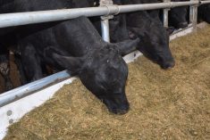 bouvillons croisés Holstein-Angus