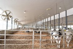 ventilation d'étable stabulation libre vaches taries