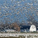 oiseaux migrateurs influenza aviaire