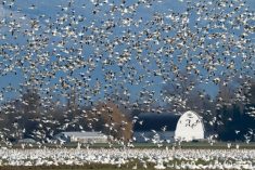 oiseaux migrateurs influenza aviaire