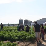 Un fonds de 1 million pour les producteurs de pommes de terre