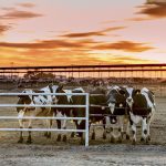 Vaches Holstein Californie ferme laitière américaine