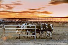 Vaches Holstein Californie ferme laitière américaine