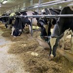 Vaches Ferme Collette