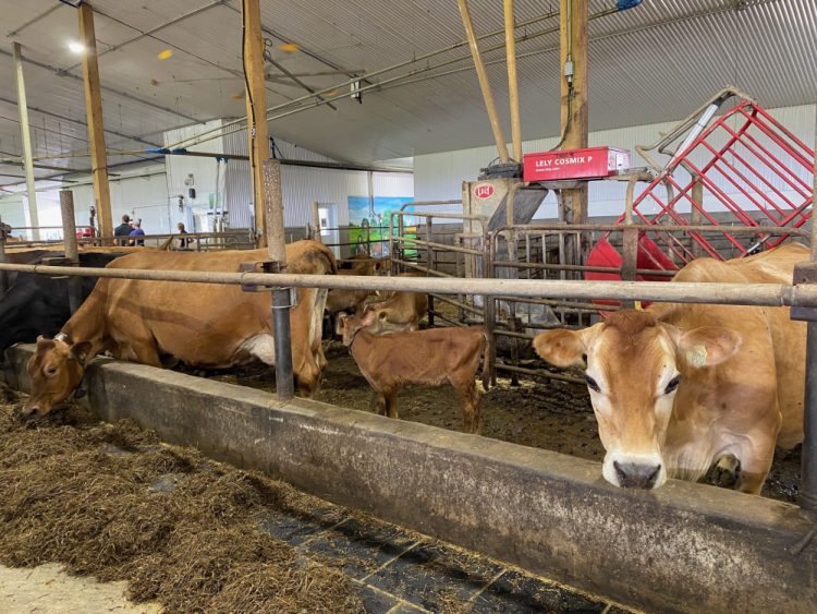Lely Cosmix Ferme Hamelon