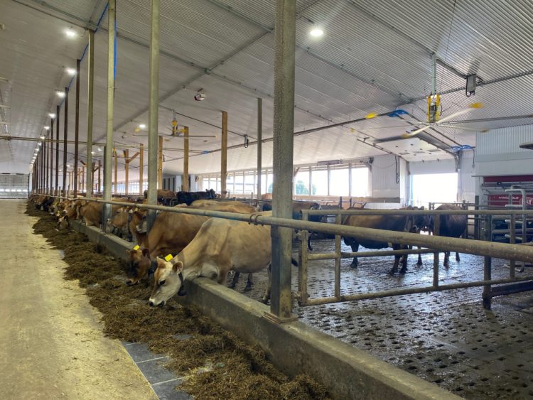 Ferme Hamelon Jersey biologique