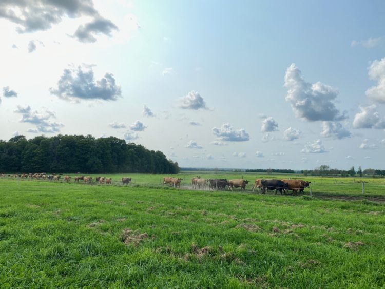 Pâturages ferme Hamelon Jersey biologique