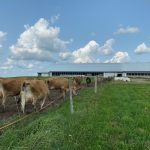 Pâturages Jersey Ferme Hamelon