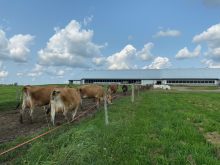 Pâturages Jersey Ferme Hamelon