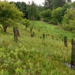 revitalisation plantation arbres