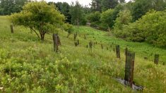 revitalisation plantation arbres