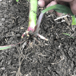Évaluez l’état de santé de vos plants de maïs
