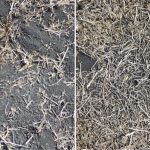 Résidus au sol après la récolte avec et sans travail de sol