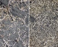 Résidus au sol après la récolte avec et sans travail de sol