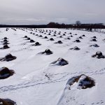 bale grazing, pâturage, vache-veau, bovins de boucherie