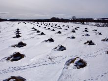 bale grazing, pâturage, vache-veau, bovins de boucherie