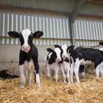 bébés veaux colostrum