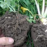 Une plante qui donne accompagnée d’une plante qui prend, le potentiel de croissance est toujours là.