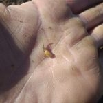 Photo le 10 octobre d’un semis du 5 octobre. Un peu de chaleur et ça devrait sortir de terre bientôt.