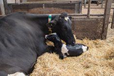 Le gouvernement du Canada investit près de 1 million $ pour la santé des vaches laitières