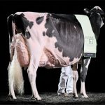 Oakfield Solom Footloose-ET, Grande Championne Suprême