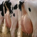 Attention à l’influenza aviaire chez les bovins!