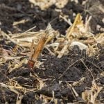 Le travail réduit du sol : que considérer avant de se lancer?