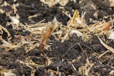Le travail réduit du sol : que considérer avant de se lancer?